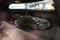 2011 Chevrolet Corvette Grand Sport 1LT